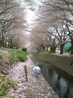 sakura1-.jpg