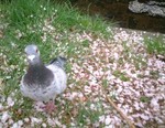 sakura2-.jpg