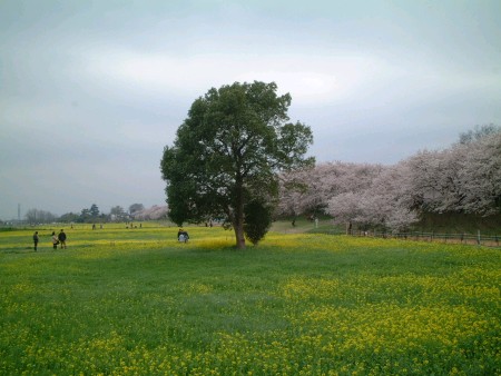 sakura3-.jpg