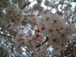 sakura4-.jpg