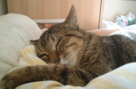 sleeping.JPG